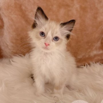 ラグドール【神奈川県・男の子・2023年3月10日・シールポイントバイカラー】の写真「おっとりとした端正なお顔立ちの男の子♪」