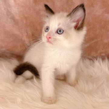 ラグドール【神奈川県・男の子・2023年4月10日・シールポイントリンクス】の写真「【夏休み大特価】おもちゃが大好きな元気な男の子♪」