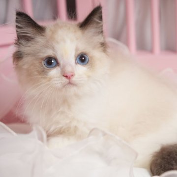 ラグドール【神奈川県・男の子・2024年4月25日・ブルーポイントバイカラー】の写真「好奇心旺盛なまん丸お顔が可愛い男の子⭐️」