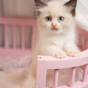 ラグドール【神奈川県・女の子・2024年4月25日・シールポイントバイカラー】の写真「おしとやかな性格のお顔立ちが綺麗な美人さん︎♥️」