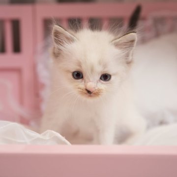 ラグドール【神奈川県・男の子・2024年4月25日・シールポイントバイカラー】の写真「寂しがり屋のくっつき虫な男の子⭐️かわいい鼻先」