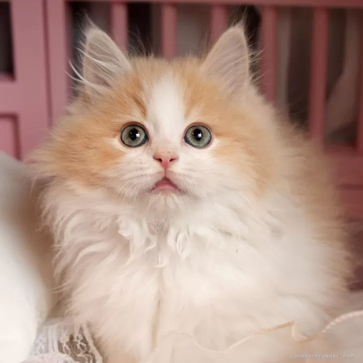 ID:2501-00821の子猫