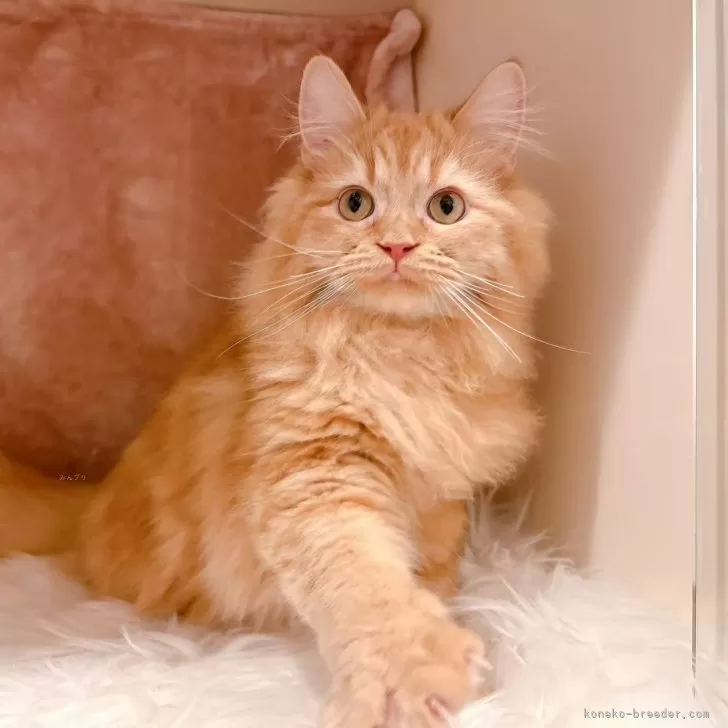 ID：2501-00818の子猫