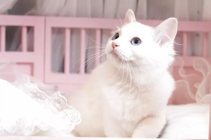 新品 希少 レア ねこぢる ねこぢる しろ太 ぬいぐるみ グッズ レア - メルカリ