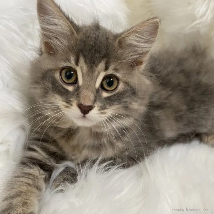 ID：2306-02532の子猫