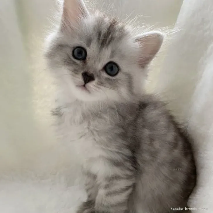 ID：2309-03085の子猫