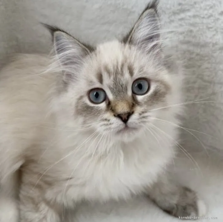 ID:2309-03101の子猫