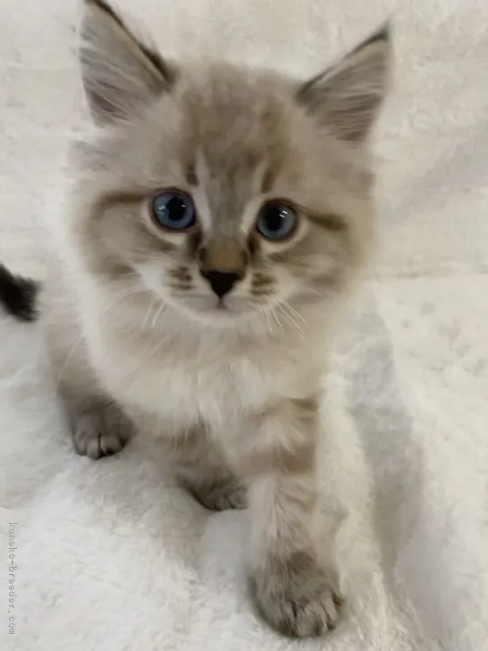 ID：2201-00318の子猫