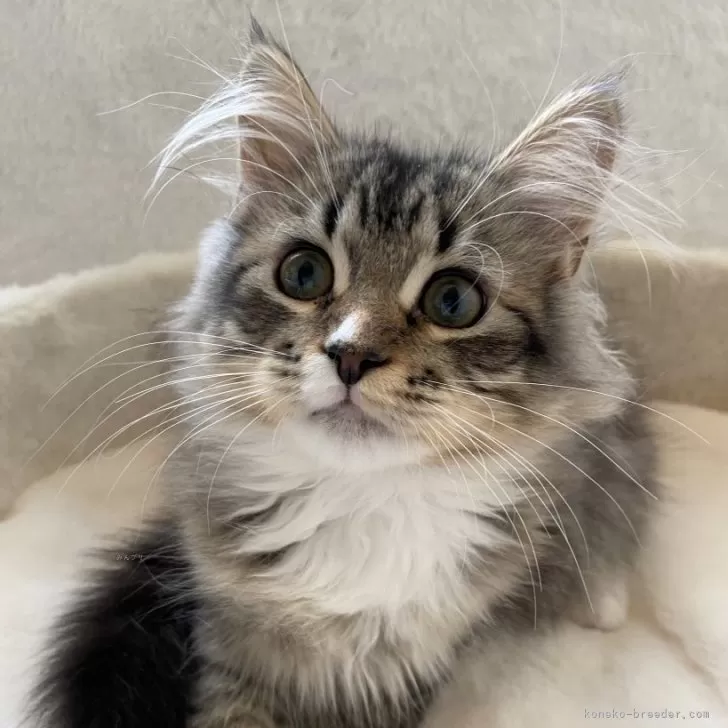 ID:2312-00465の子猫