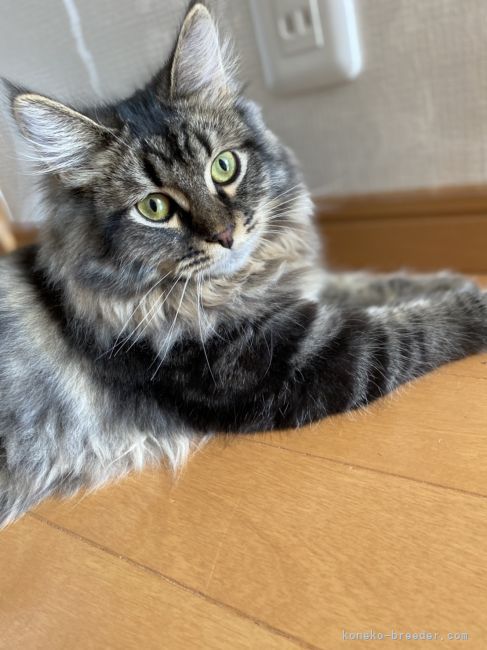 サイベリアン【・男の子・2020年9月3日・ブラウンタビー】