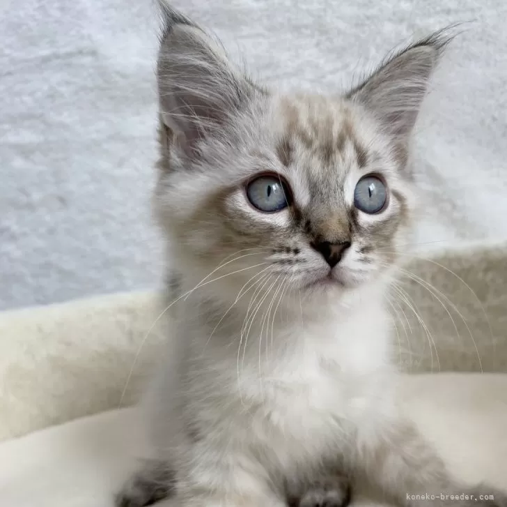 ID:2408-02539の子猫