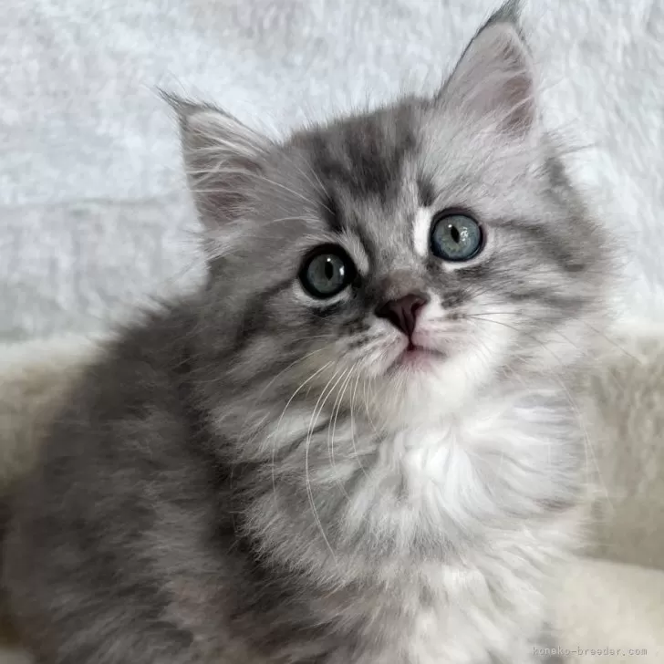 ID：2410-02283の子猫