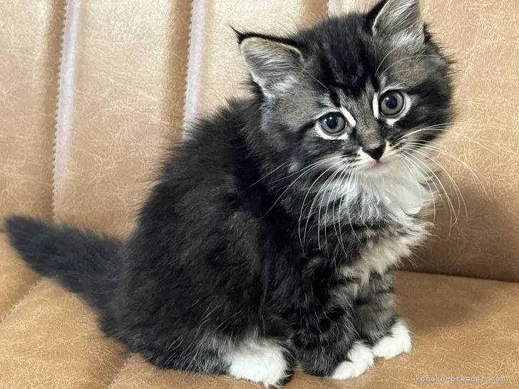 ねここ 様のお迎えした子猫