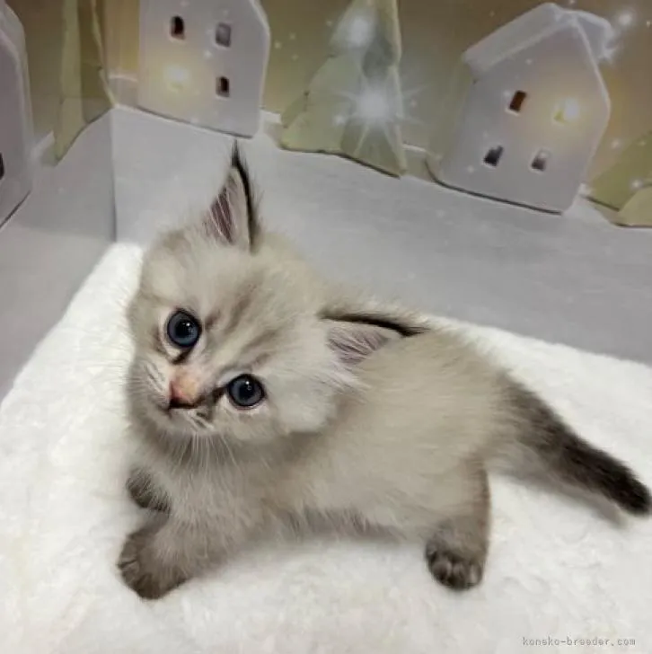 ID：2212-00276の子猫