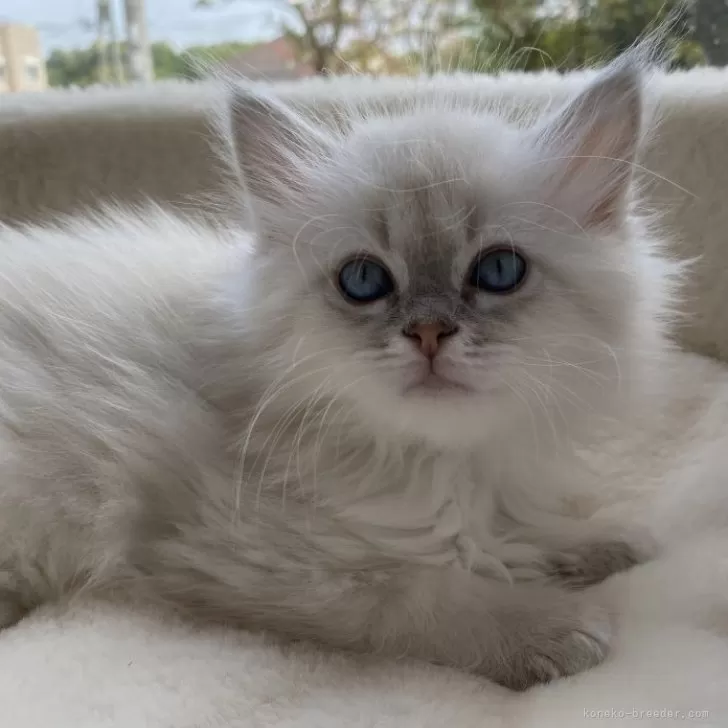 ID：2404-00723の子猫