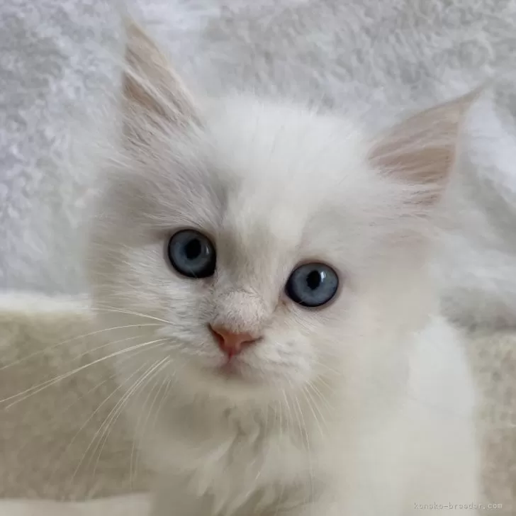 ID:2405-03267の子猫