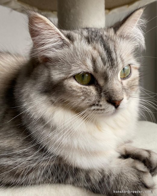 サイベリアン【・女の子・2021年3月24日・シルバーパッチドマッカレルタビー】