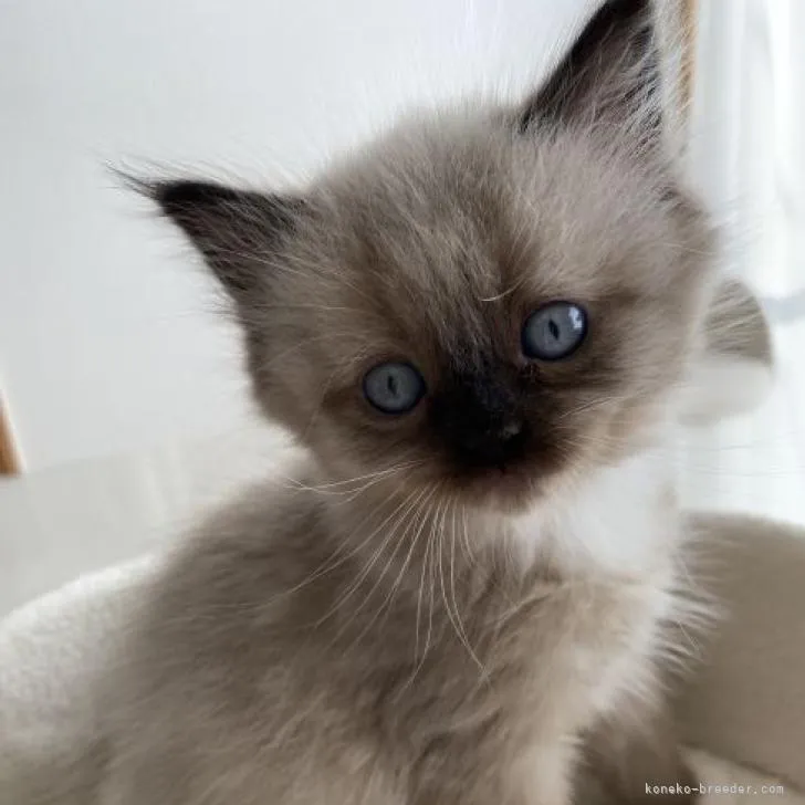 ID:2212-00462の子猫