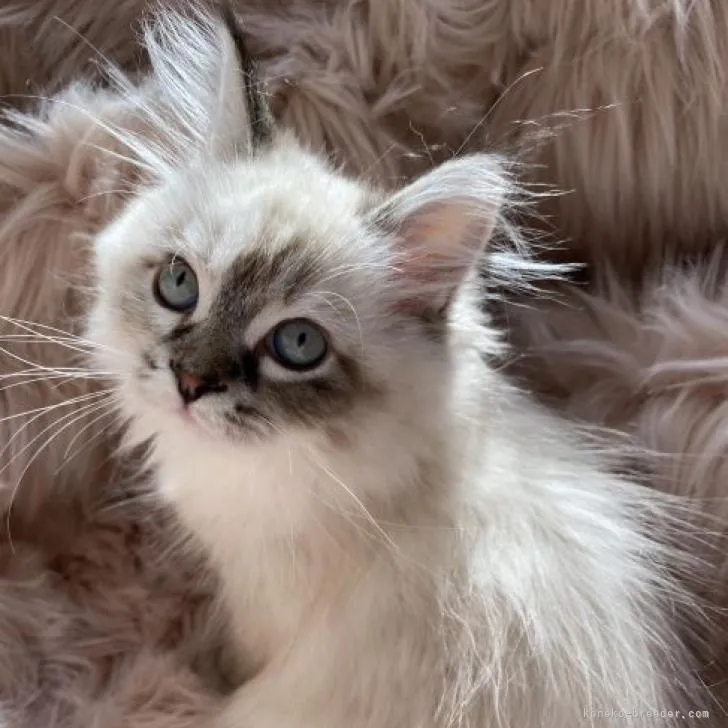 T.S 様のお迎えした子猫