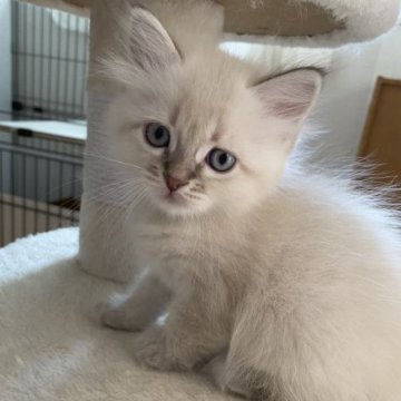 サイベリアン【滋賀県・女の子・2023年7月17日・ブルーリンクスポイント】の写真「見学予約入ってます🍀とっても愛らしい子💖」