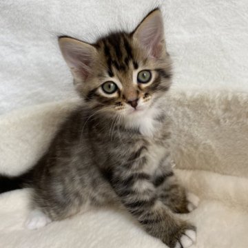 サイベリアン【滋賀県・男の子・2024年7月6日・ブラウンタビー&ホワイト】の写真「元気いっぱいやんちゃな子✨」