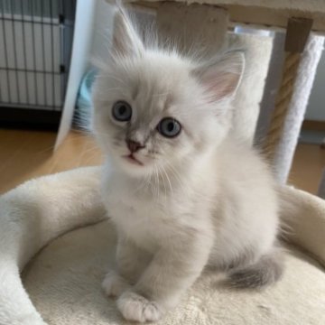 サイベリアン【滋賀県・男の子・2023年7月17日・シールリンクスポイント】の写真「見学予約入ってます🍀」