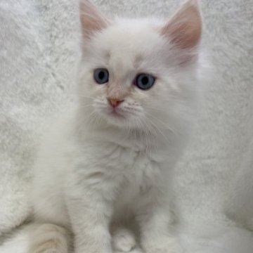 サイベリアン【滋賀県・男の子・2023年8月14日・レッドリンクスポイント】の写真「優しい男の子💖」