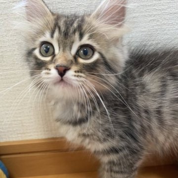 サイベリアン【滋賀県・男の子・2023年7月17日・ブラウンマッカレルタビー】の写真「🍀ママ似の男の子✨」