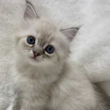 サイベリアン【滋賀県・女の子・2023年8月5日・シールシルバーリンクスポイント】の写真「モフモフの女の子💖」