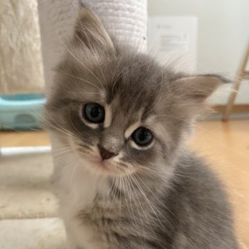 サイベリアン【滋賀県・男の子・2023年7月17日・ブルータビー&ホワイト】の写真「見学予約入ってます🍀」