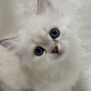 サイベリアン【滋賀県・女の子・2023年8月5日・シールシルバーリンクスポイント】の写真「キュートな女の子💖」