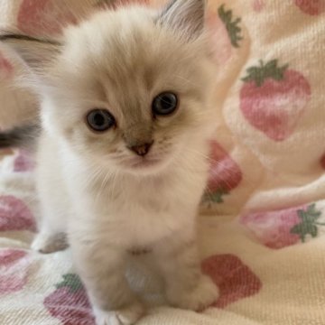 サイベリアン【滋賀県・女の子・2023年7月17日・シールリンクスポイント】の写真「ソックス履いて愛らしい女の子💖」