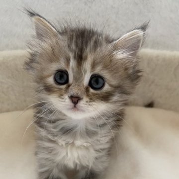 サイベリアン【滋賀県・女の子・2024年1月1日・ブラウンパッチドタビー】の写真「可愛いお顔の女の子💖」