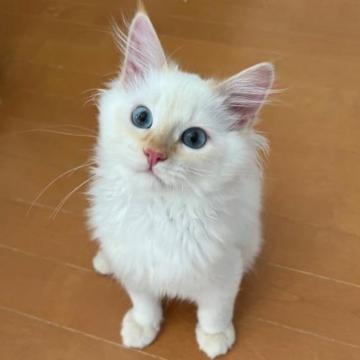 サイベリアン【滋賀県・男の子・2022年11月10日・レッドリンクスポイント】の写真「綺麗なブルーの瞳です✨」