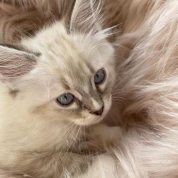 サイベリアン【滋賀県・男の子・2022年11月10日・シールリンクスポイント】の写真「綺麗な顔立ち✨」