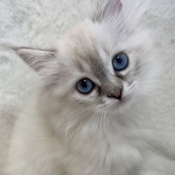 サイベリアン【滋賀県・女の子・2023年8月5日・シールシルバーリンクスポイント】の写真「可愛い女の子💖」