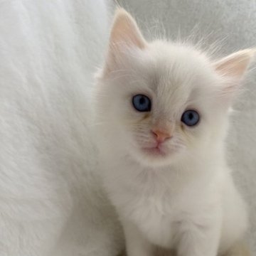 サイベリアン【滋賀県・男の子・2023年8月5日・レッドリンクスポイント】の写真「綺麗な毛色の可愛い男の子💖」