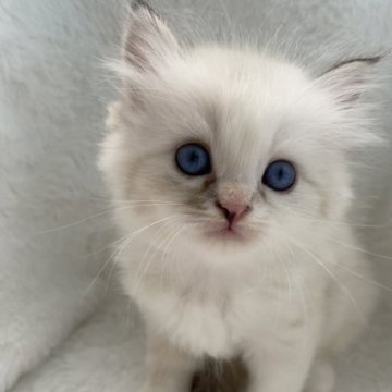 サイベリアン【滋賀県・女の子・2023年8月5日・シールトーティーリンクスポイント】の写真「キレカワの女の子💖」