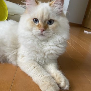 サイベリアン【滋賀県・男の子・2022年10月15日・レッドリンクスポイント】の写真「人懐っこい可愛い男の子✨」