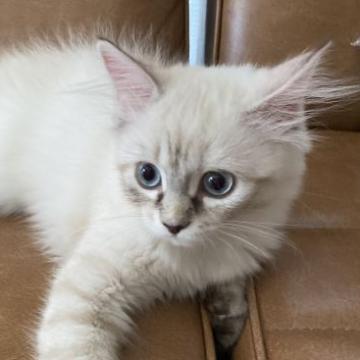 サイベリアン【滋賀県・女の子・2022年4月19日・シールシルバーリンクスポイント】の写真「人懐っこい元気な女の子✨」