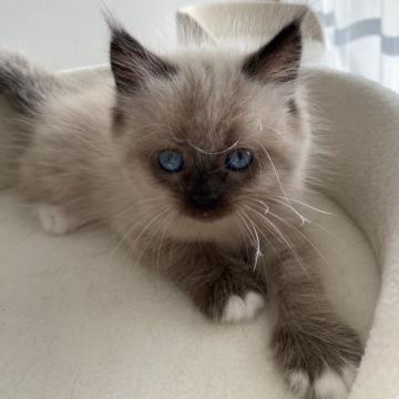 サイベリアン【滋賀県・男の子・2022年10月15日・シールポイント】の写真「イケメンな男の子💖」