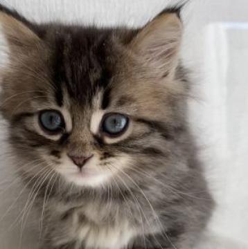 サイベリアン【滋賀県・女の子・2022年10月20日・ブラウンタビー】の写真「可愛い女の子💖」