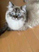 サイベリアン【・女の子・2024年7月24日・シールリンクスポイント】