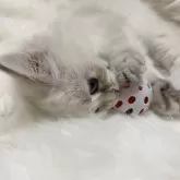 サイベリアン【滋賀県・女の子・2025年8月10日・ブルートーティリンクスポイント】の写真11