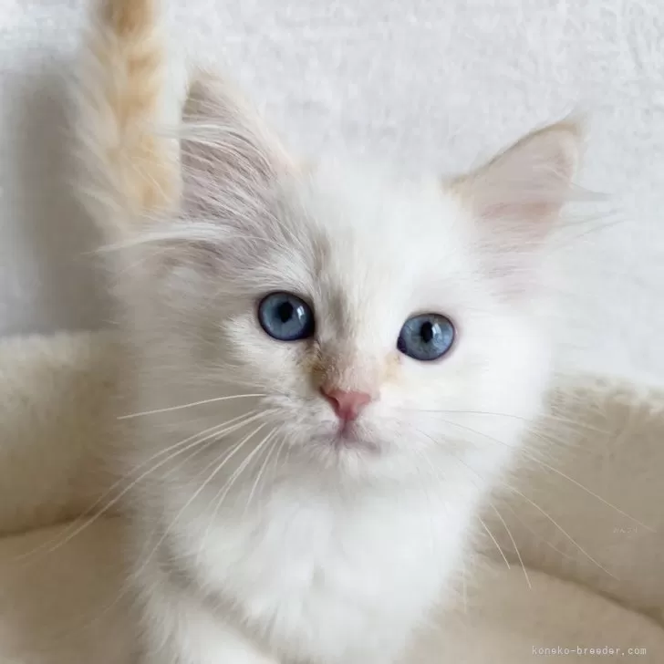 ID:2502-02538の子猫