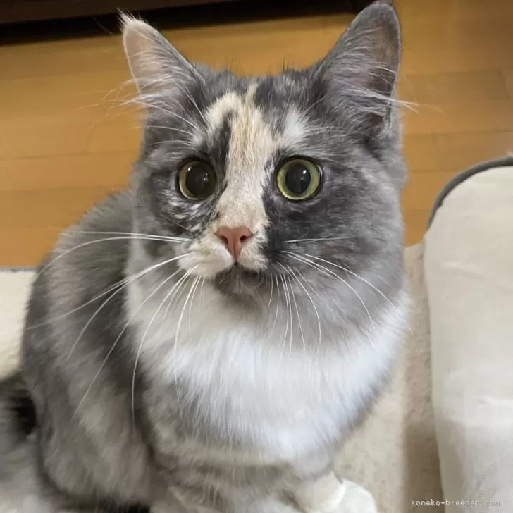 ID：2504-00654の子猫