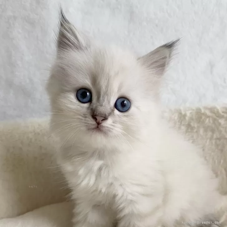 ID：2503-00020の子猫