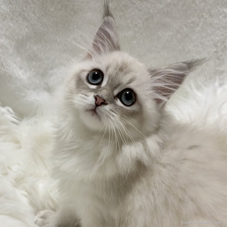 ブリーダー画像