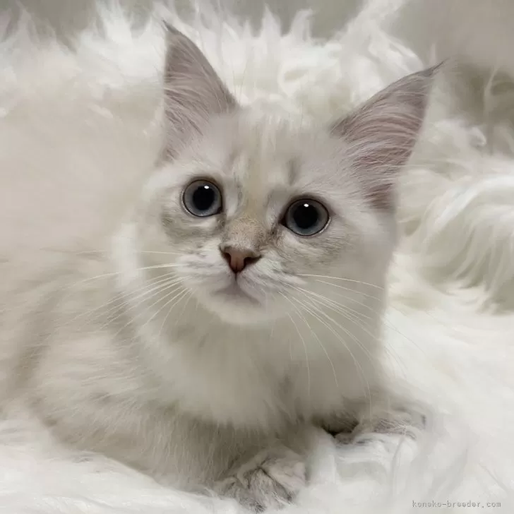 ID：2509-02253の子猫