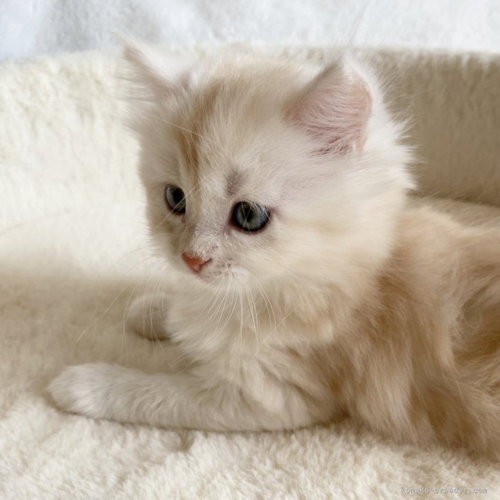 ねこページ OFT (OFTバーゲン~9/11) [大型 猫トイレ TALL WALL BOX - XL